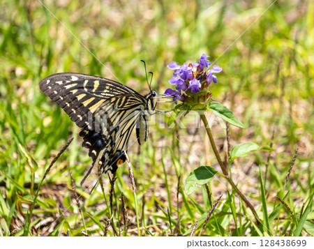 一隻燕尾蝶停在豬籠草花上 128438699