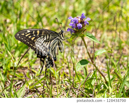 一隻燕尾蝶停在豬籠草花上 128438700