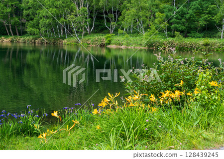 夏季志賀高原木戶池湖畔綠樹成蔭,鮮花盛開 夏季志賀高原木戶池湖畔綠樹成蔭,鮮花盛開 128439245