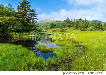 初夏在草津溫泉吉平沼澤地健行 128439295
