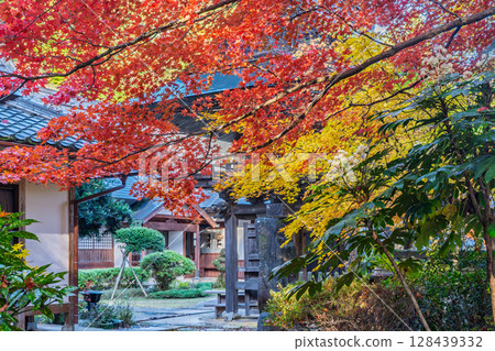 Photographing Gyokuunji Temple of the Soto sect in Kyotanba-cho, Kyoto Prefecture, in the height of autumn foliage 128439332
