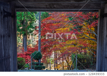 Photographing Gyokuunji Temple of the Soto sect in Kyotanba-cho, Kyoto Prefecture, in the height of autumn foliage 128439333