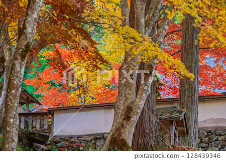 秋葉繁盛時拍攝京都府京丹波町曹洞宗玉雲寺 秋葉繁盛時拍攝京都府京丹波町曹洞宗玉雲寺 128439346