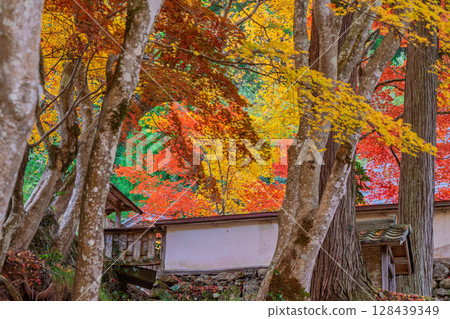 Photographing Gyokuunji Temple of the Soto sect in Kyotanba-cho, Kyoto Prefecture, in the height of autumn foliage 128439349