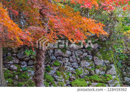 秋葉繁盛時拍攝京都府京丹波町曹洞宗玉雲寺 秋葉繁盛時拍攝京都府京丹波町曹洞宗玉雲寺 128439362