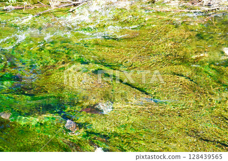 Nagano, Kamikochi: Fresh greenery in a crystal clear stream 128439565
