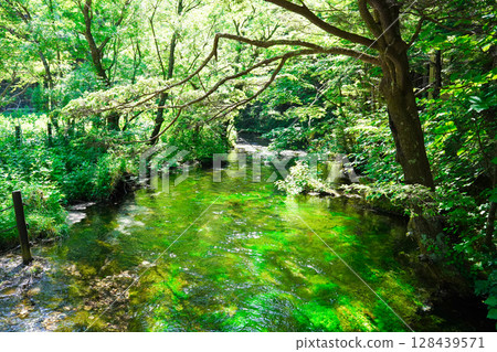 長野上高地：清澈溪流中的新綠 128439571