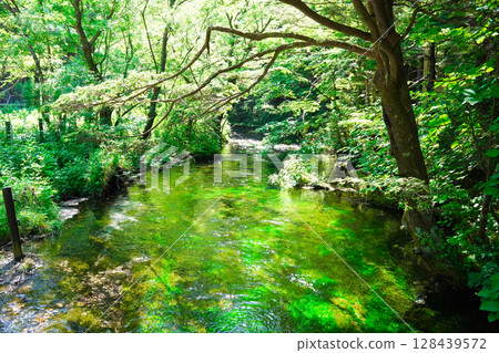 Nagano, Kamikochi: Fresh greenery in a crystal clear stream 128439572
