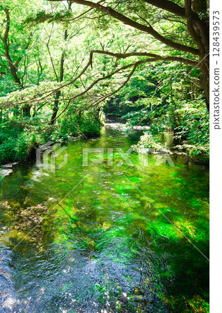 Nagano, Kamikochi: Fresh greenery in a crystal clear stream 128439573