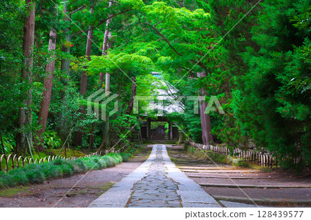 長滿青苔的石板路通往鎌倉五山第三古老的寺廟—壽福寺 128439577