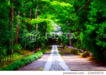 長滿青苔的石板路通往鎌倉五山第三古老的寺廟—壽福寺 長滿青苔的石板路通往鎌倉五山第三古老的寺廟—壽福寺 128439578