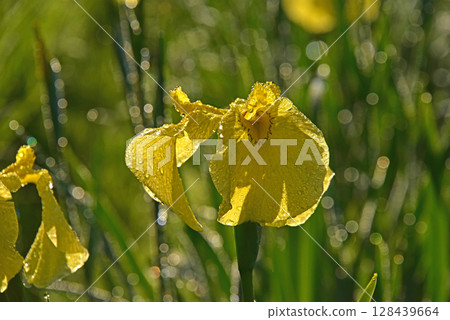 Iris flowers covered with droplets 128439664