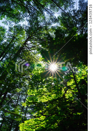 Nagano, Kamikochi, sunlight shining through the forest Nagano, Kamikochi, sunlight shining through the forest 128439716
