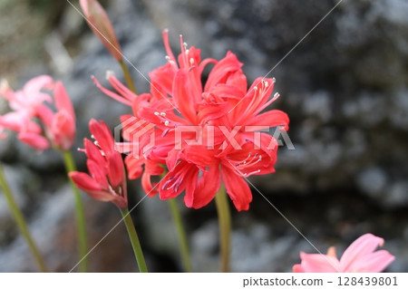 Flowers Flowers 128439801
