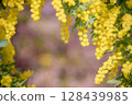 Kawazu cherry blossoms surrounded by mimosas 128439985