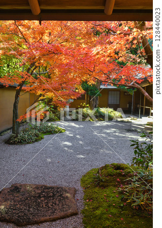 鎌倉一條江漢山莊美麗的秋葉（神奈川縣鎌倉市） 128440023