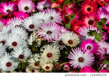 Livingston Daisy 128440239