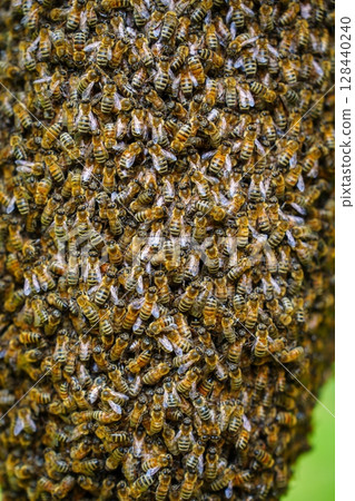 Large Aggregation of Honey Bees A Natural Phenomenon of Colony Reproduction 128440240