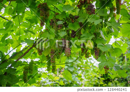 Lush Grapevine Canopy with Ripening Bunches, a Natural Harvest in the Vineyard 128440241