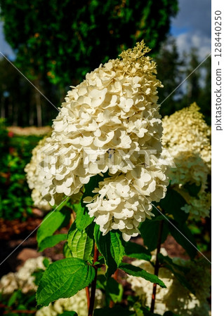 Elegant White Hydrangea Paniculata Blossom in Full Bloom A Floral Masterpiece in Nature 128440250