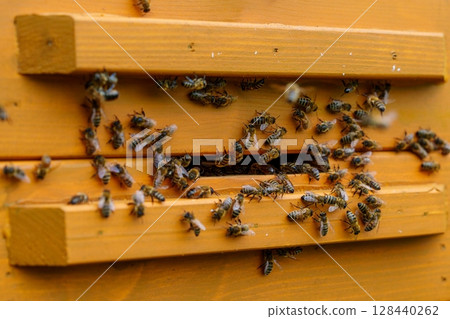 Honeybees clustered near beehive entrance, showcasing nature s industrious ecosystem. Honeybees clustered near beehive entrance, showcasing nature s industrious ecosystem. 128440262
