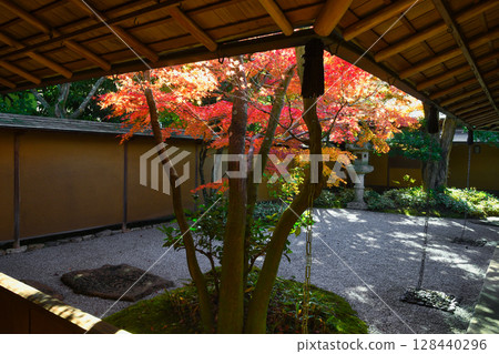 Beautiful autumn leaves at Ichijo Ekan Sanso in Kamakura (Kamakura, Kanagawa Prefecture) 128440296
