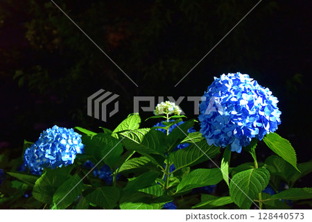 Hydrangea light up 128440573