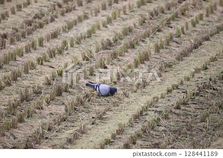 Pigeons eating fallen grains in a rice field Pigeons eating fallen grains in a rice field 128441189