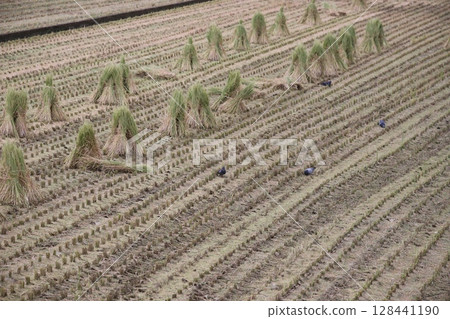 Pigeons eating fallen grains in a rice field 128441190