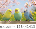 Three friendly budgerigars in a spring landscape 128441413