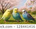 Three friendly budgerigars in a spring landscape 128441416