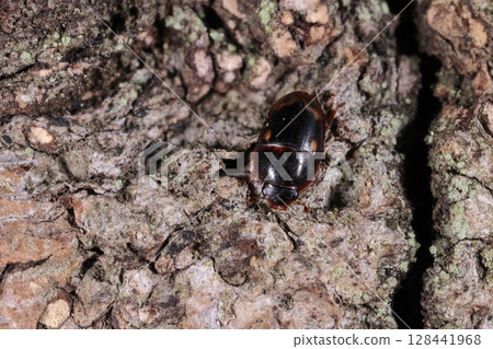 Living creatures, insects, Lewis's grasshopper, 3-4 mm in size. Round markings on the shoulder of the forewings and wavy or circular markings on the lower part. Living creatures, insects, Lewis's grasshopper, 3-4 mm in size. Round markings on the shoulder of the forewings and wavy or circular markings on the lower part. 128441968