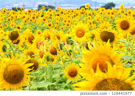 Sunflower, sunflower, sunflower Sunflower, sunflower, sunflower 128441977