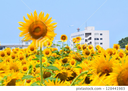 Sunflower, sunflower, sunflower Sunflower, sunflower, sunflower 128441983
