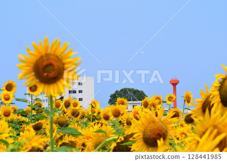 Sunflower, sunflower, sunflower 128441985