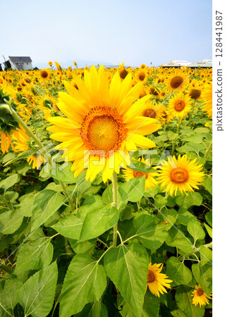 Sunflower, sunflower, sunflower Sunflower, sunflower, sunflower 128441987