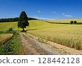 A vast wheat field with a single tree beginning to turn color (Kami-Furano, Hokkaido) 128442128