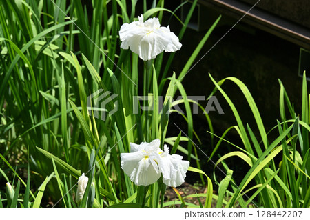 Awayuki cherry blossoms and irises 128442207