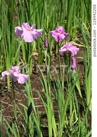 Pink haze and iris 128442208