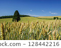 Wheat grows well in the scorching heat (Kami-Furano, Hokkaido) 128442216