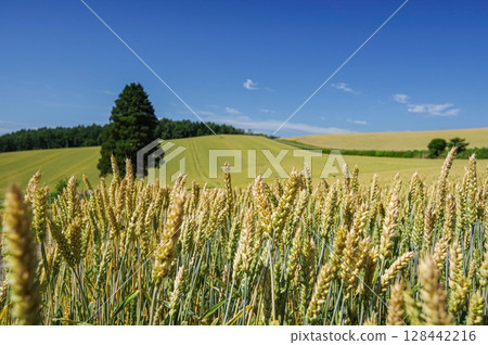Wheat grows well in the scorching heat (Kami-Furano, Hokkaido) 128442216