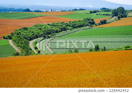 A rural landscape overlooking colored wheat fields (Biei, Hokkaido) 128442452