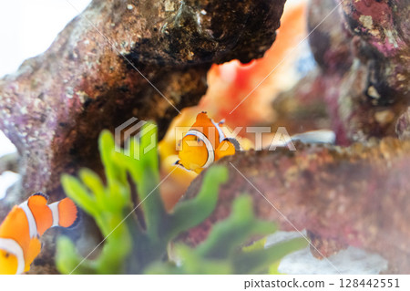 Clownfish swimming in an aquarium① Clownfish swimming in an aquarium① 128442551