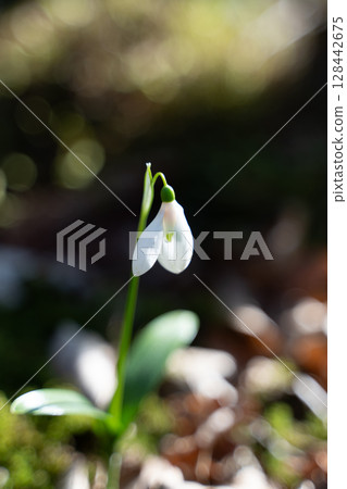 Snowdrop Flower Spring Bloom Forest Floor: Early spring woodland, delicate snowdrop blooms, showcasing nature's rebirth. 128442675