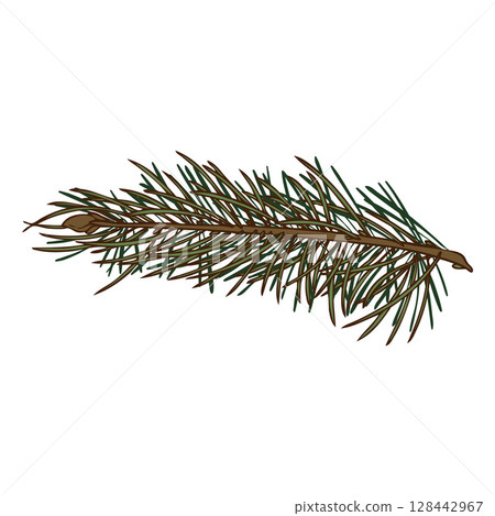 Pine tree branch sketch, vector hand drawn fir plant, cedar twig, Christmas wood, coniferous forest fragrance, spruce 128442967