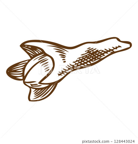 Clove spice star seed engraved sketch, vector hand drawn spice dried herb bud, organic condiment, Mulled wine ingredient Clove spice star seed engraved sketch, vector hand drawn spice dried herb bud, organic condiment, Mulled wine ingredient 128443024