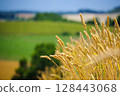 Ears of wheat shining in the summer sun (Biei, Hokkaido) 128443068