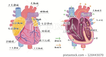 Heart structure diagram 128443070