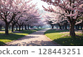 A winding path and rows of cherry trees swaying in the spring breeze 128443251