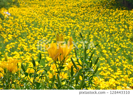 Shizuoka Prefecture, Kasui Lily Garden, A field of lilies Shizuoka Prefecture, Kasui Lily Garden, A field of lilies 128443310